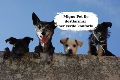 Migno Pet - 0542 220 38 06 | 