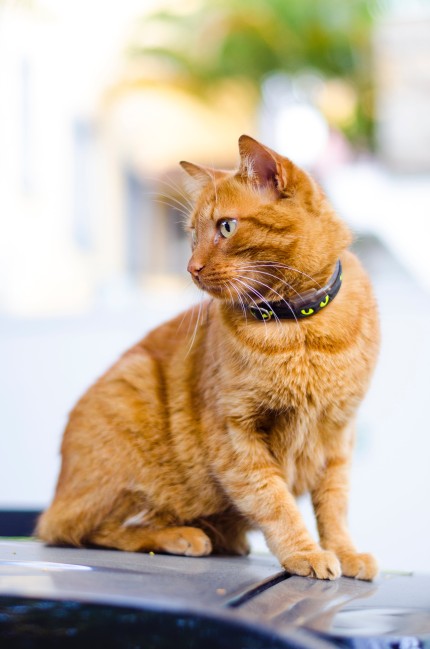 Migno Pet - 0542 220 38 06 | Kediler Hakkında Doğru Bilinen Yanlışlar