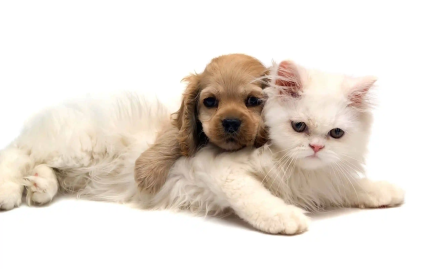 Migno Pet - 0542 220 38 06 | Evcil Hayvan Taşıma Çantalarında Temizlik ve Bakım İpuçları: Migno Pet Rehberi