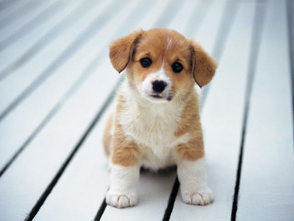 Migno Pet - 0542 220 38 06 | Köpekler İçin Eğlenceli ve Zeka Geliştirici Oyunlar: Migno Pet Taşıma Çantalarıyla Aktif Yaşam