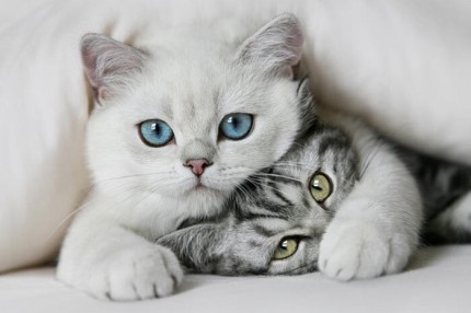 Migno Pet - 0542 220 38 06 | Çevresel Uyarıcılar ve Rahatlama Teknikleri
