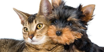 Migno Pet - 0542 220 38 06 | MİGNO Pet ile Kedi ve Köpek Arkadaşlığının Sırları: Farklı Türlerin Bir Arada Yaşamında Mutluluk İpuçları